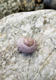 Telegraph Cove Beach Access