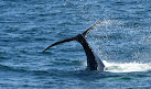 Dolphin Fleet Whale Watch