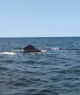 Dolphin Fleet Whale Watch