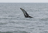 Dolphin Fleet Whale Watch