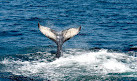 Dolphin Fleet Whale Watch