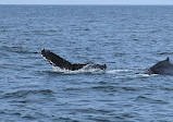 Dolphin Fleet Whale Watch