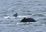 Dolphin Fleet Whale Watch