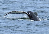 Dolphin Fleet Whale Watch