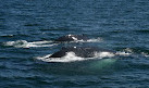 Dolphin Fleet Whale Watch