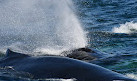 Dolphin Fleet Whale Watch