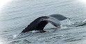 Newburyport Whale Watch