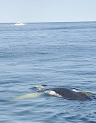 Newburyport Whale Watch