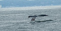 Newburyport Whale Watch