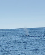 Newburyport Whale Watch