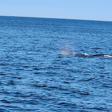 Newburyport Whale Watch