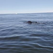 Newburyport Whale Watch