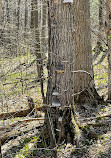 Nottawasaga Lookout Provincial Nature Reserve