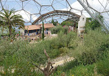 Mediterranean Biome