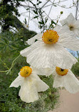 Mediterranean Biome