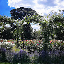 Rose Garden