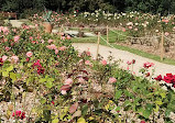 Rose Garden