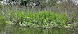 Weeks Bay National Estuarine Research Reserve