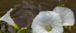 Weeks Bay National Estuarine Research Reserve