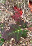 Weeks Bay National Estuarine Research Reserve