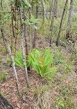 Weeks Bay National Estuarine Research Reserve