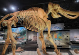 Royal Alberta Museum