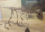 Paleontology Museum