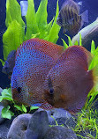 Chicago Discus