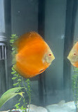 Chicago Discus