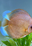 Chicago Discus