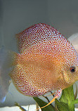 Chicago Discus