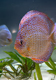 Chicago Discus