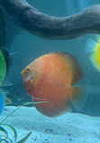 Chicago Discus