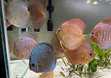 Chicago Discus