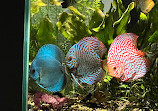 Chicago Discus