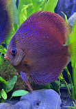 Chicago Discus