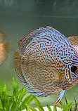 Chicago Discus