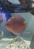 Chicago Discus