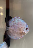 Chicago Discus