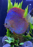 Chicago Discus