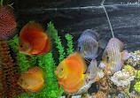 Chicago Discus