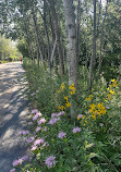 Bloomingdale Trail Park