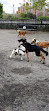 East River Esplanade Dog Run