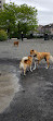 East River Esplanade Dog Run