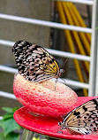 California Academy of Sciences