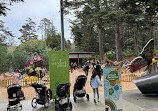 California Academy of Sciences