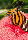 California Academy of Sciences