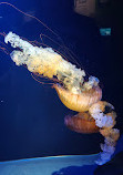 California Academy of Sciences