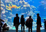 California Academy of Sciences