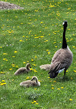 Chinguacousy Park